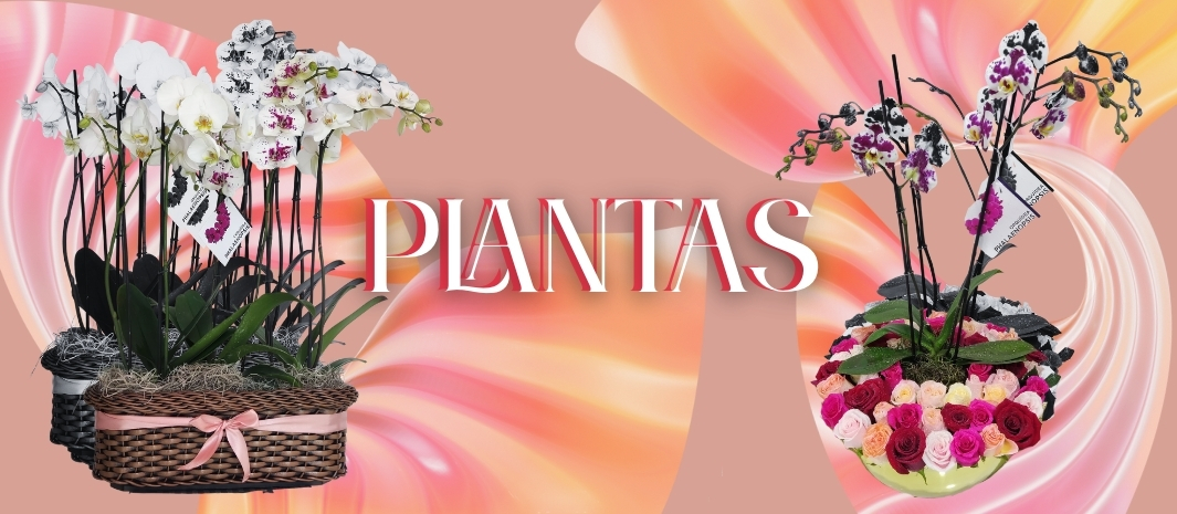 floristerias en cali